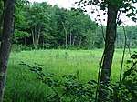 D.A.R. State Forest (Massachusetts)