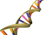 DNA Double Helix