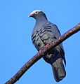 DR White-crowned Pigeon (cropped).jpg