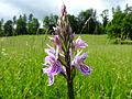 Dactylorhiza fuchsii Germany - Moosalbtal (bei Ettlingen)