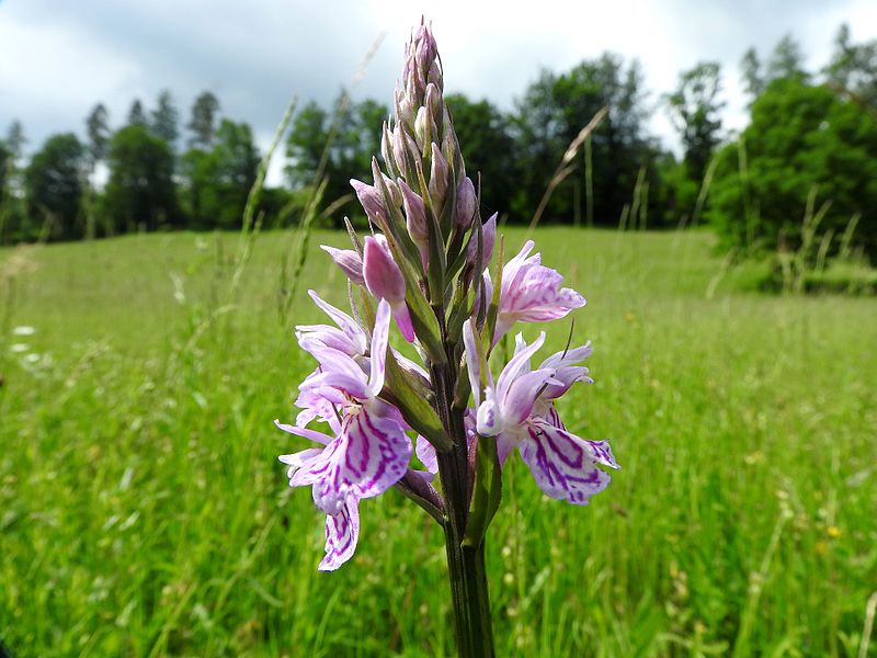 File:Dactylorhiza fuchsii 28.jpg