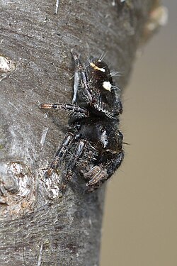 Daring Jumping Spider (Phidippus audax)