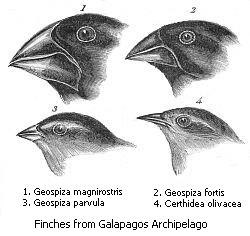 Four of the 14 finch species found in the Galápagos Archipelago, which are thought to have evolved via an adaptive radiation that diversified their be