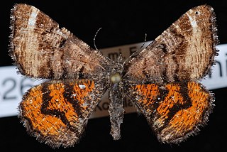 <i>Dasyfidonia avuncularia</i> Species of moth