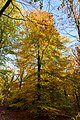 De Bilt - Houdringe - park - autumn 2018 (43965514940).jpg