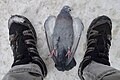 Dead, grey pigeon laying on back on snowy pavement (covered with dirty, brownish snow). Bird's claws, pink feet, feathers. Black, waterproof, laced, fabric shoes, grey trousers. Tønsberg, Norway 2019-01-31.jpg