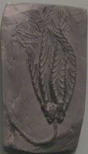 Fossilized calyx of the Carboniferous crinoid ("sea lily") Decadocrinus Decadocrinus crinoid.jpg