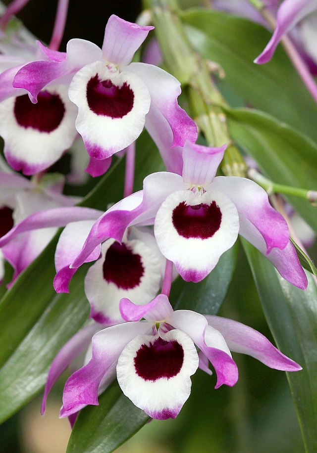 Dendrobium nobile – Wikipédia, a enciclopédia livre