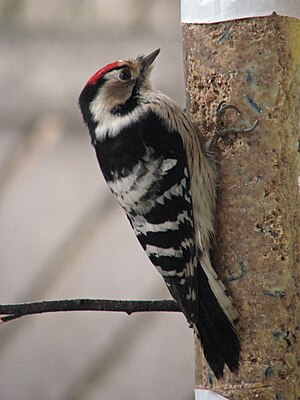 Picchio piccolo ♂ (Dryobates minor)