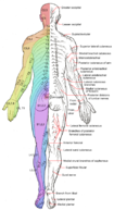 Dermatomes and cutaneous nerves - posterior.png