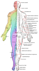 Dermatomes et nerfs cutanés - posterior.png