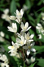 Miniatura per Deutzia