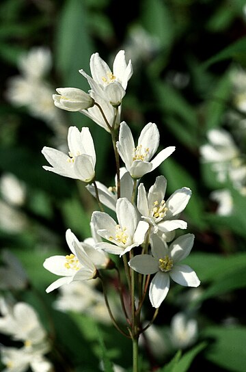 Deutzia