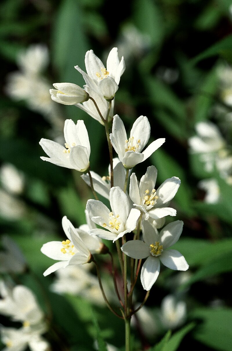 Image of Deutzia hybrida flower