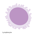 Diagram of a lymphocyte CRUK 024.svg