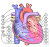 Diagram of the human heart (multilingual 2).svg