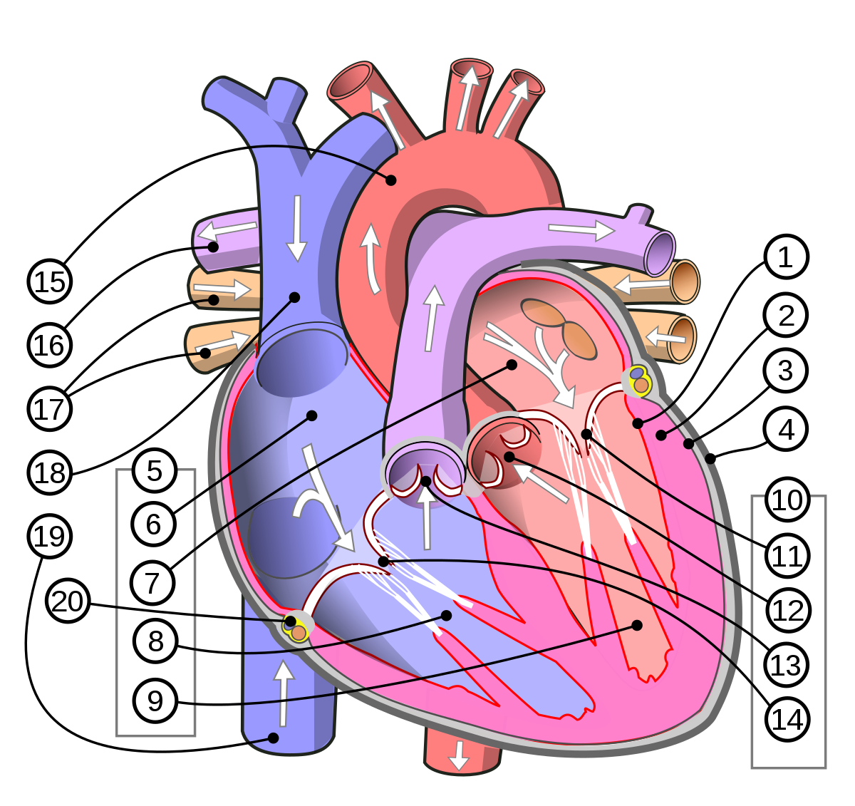 Venas pulmonares - Wikipedia, la enciclopedia libre