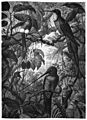 Die Gartenlaube (1879) b 105.jpg Südamerikanische Colibris. Nach der Natur gezeichnet von Ch. A. Goering (S)