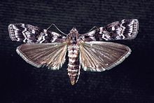 Dioryctria amatella adult.jpg