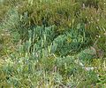 Diphasiastrum oellgaardii Germany - Schwarzwald