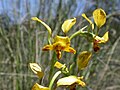 Diuris semilunulata Australia - Canberra Aranda Bushland