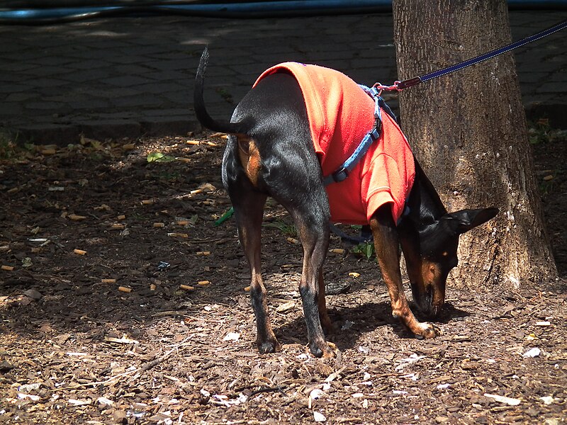 File:Dobermann mit rotem Jäckchen.JPG