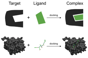 Schematic illustration of docking a small molecule ligand (green) to a protein target (black) producing a stable complex. Docking representation 2.png