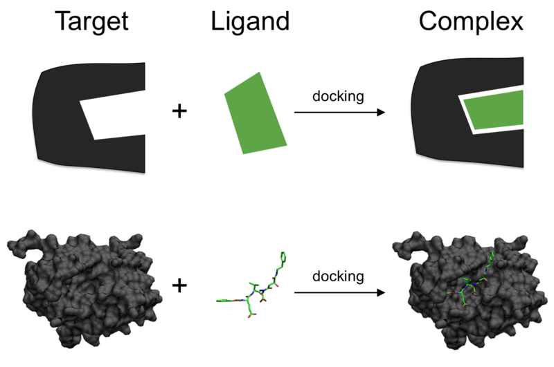 File:Docking representation 2.png