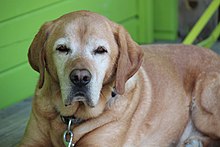 Dog for Senior Dog Food Diet Wikipedia Page.jpg