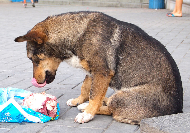 File:Dog in Simferopol2.jpg