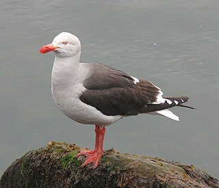 Die Blutschnabelmöwe ist eine