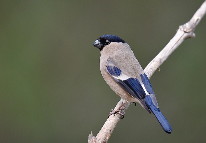 File:Dom-fafe, fêmea, Eurasian Bullfinch, female (51906700657).jpg