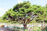 Donghwa Station Pine Tree.jpg