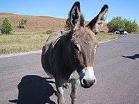 Donkey-01.jpg