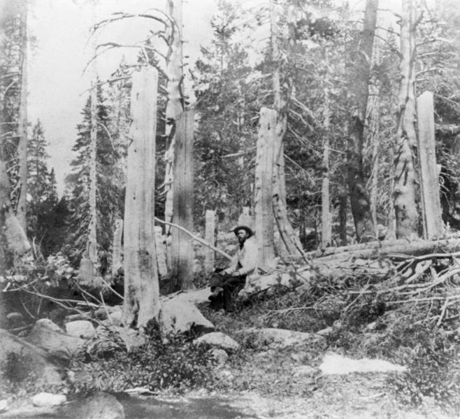 File:Donner tree stumps2.jpg