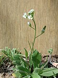 Draba cuneifolia üçün miniatür