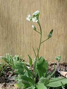 Draba cuneifolia az.jpg