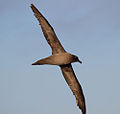 Albatross flyr over Drakestredet