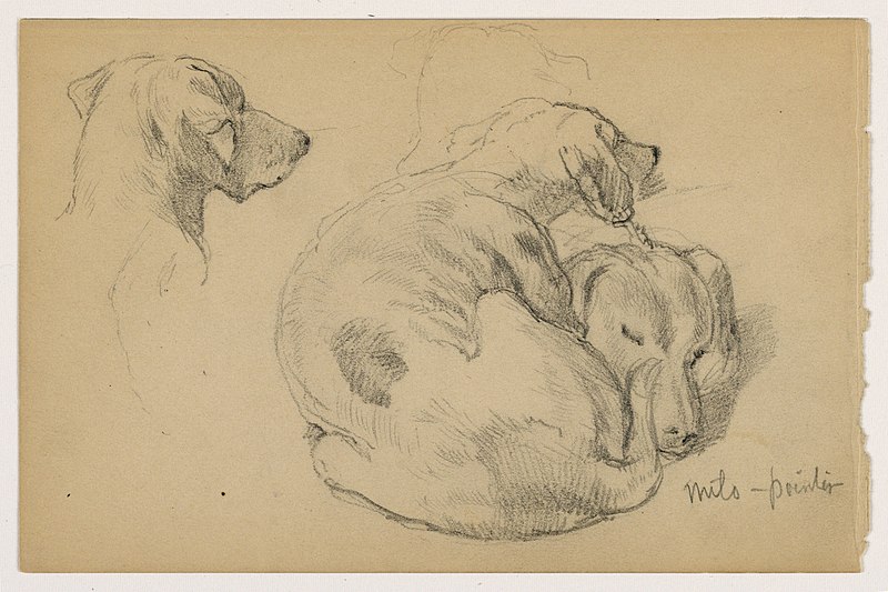 File:Drawing, Milo (a Pointer) Three Studies, Milo (a Pointer) Two Studies, ca. 1862 (CH 18370007).jpg