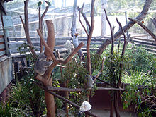 Koala Country in the Dreamworld Corroboree Dreamworld Koalas.jpg