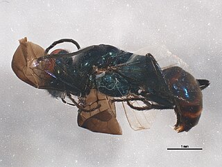 <i>Dryudella caerulea</i> Species of wasp