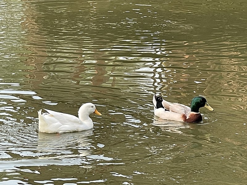 File:Ducks 1 from Yangon.jpg