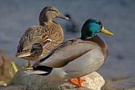 Ducks in plymouth, massachusetts