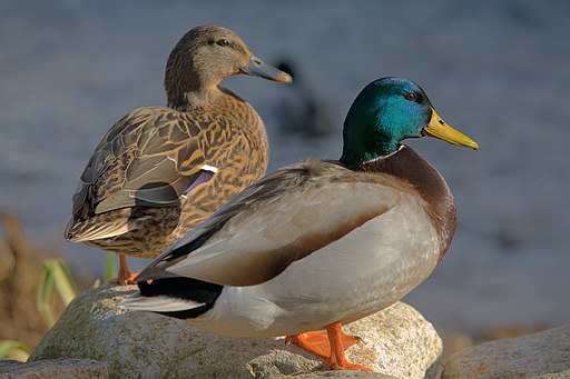 Ducks in plymouth, massachusetts