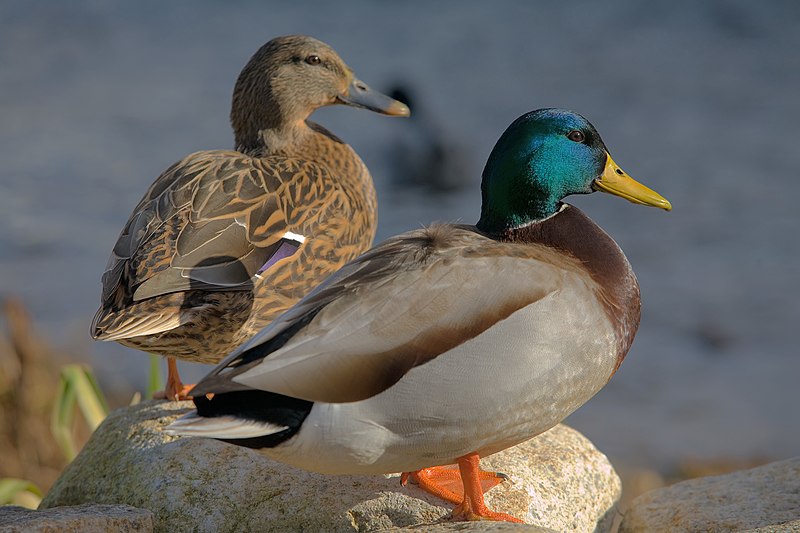 صورة:Ducks in plymouth, massachusetts.jpg