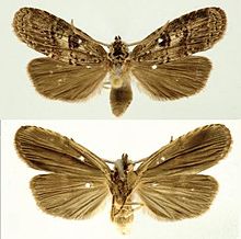 Dunama jessiehillae male.JPG