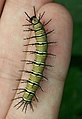 Dusky acraea larva on human finger