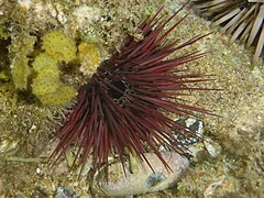 File:Echinostrephus aciculatus 265436444.jpg (Category:Echinostrephus aciculatus)