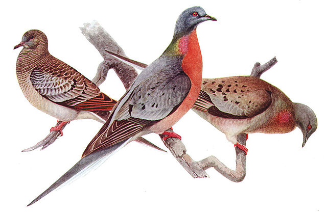 Juvenile (left), male (center), female (right), Louis Agassiz Fuertes, 1910