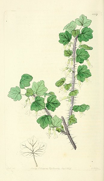 File:Edwards' botanical register, or, Ornamental flower-garden and shrubbery .. (1829-1847) (20983404590).jpg